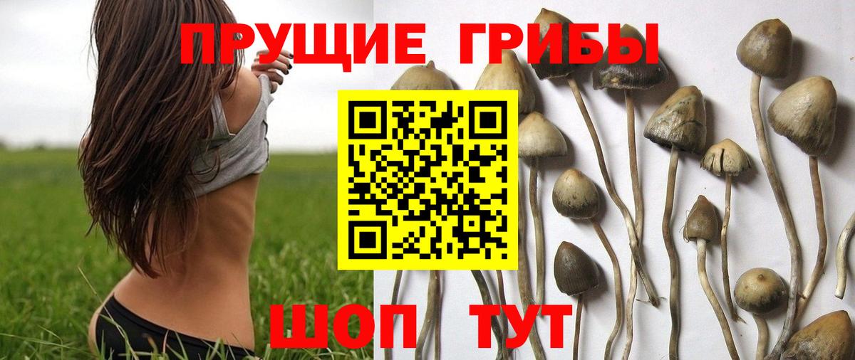 Галлюциногенные грибы Psilocybe  Вход с VPN  Псилоцибиновые грибы MAGIC MUSHROOMS  что такое наркотик  Новокуйбышевск 
